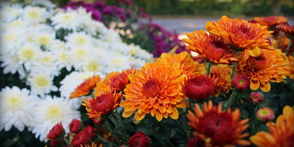 mums-featured